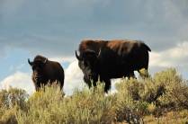 Bisões, símbolo do Yellowstone National Park, no Wyoming, nos Estados Unidos